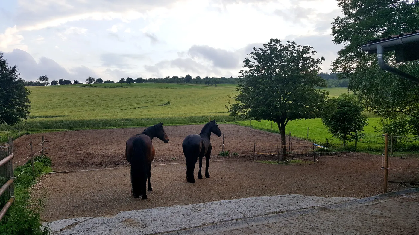 Der Roundpen der Berglesranch