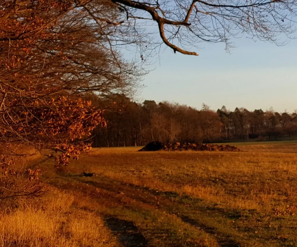 Herbstliche Weide
