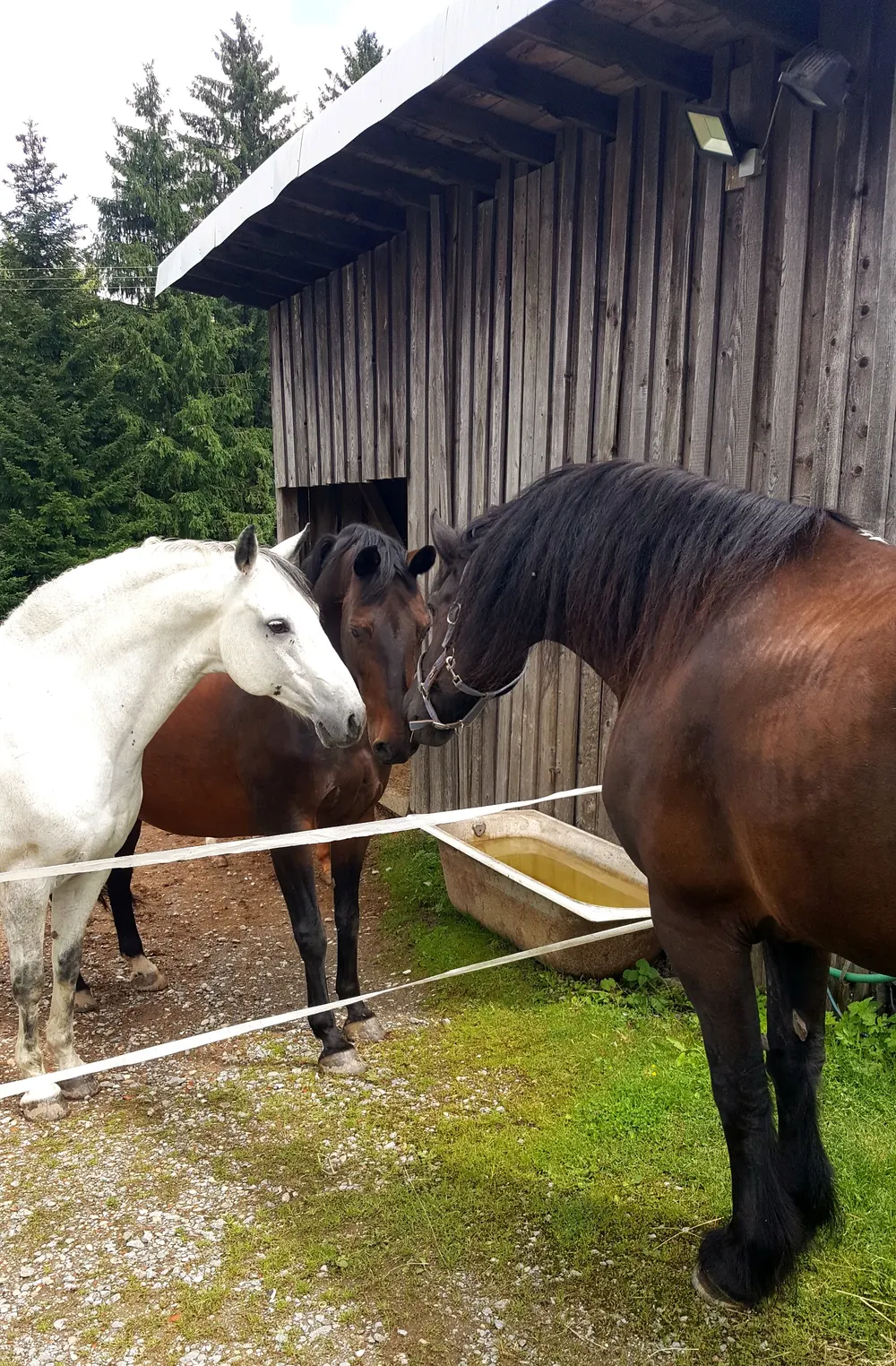 Pferde am Stall