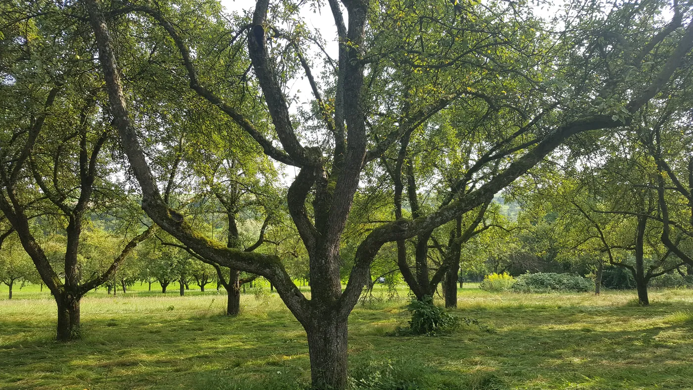 Die Streuobstwiesen rund um die Ranch