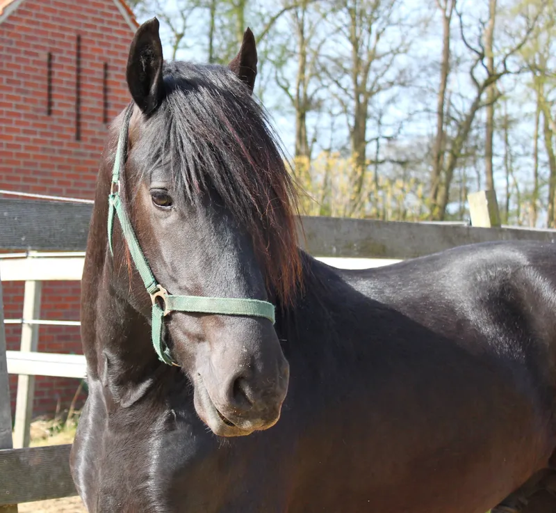 Friese Carvello