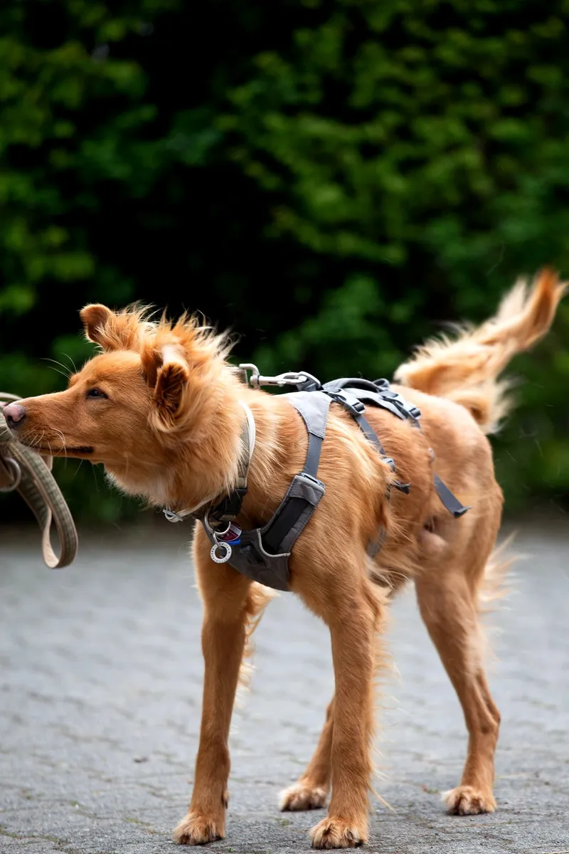 Hund Milian