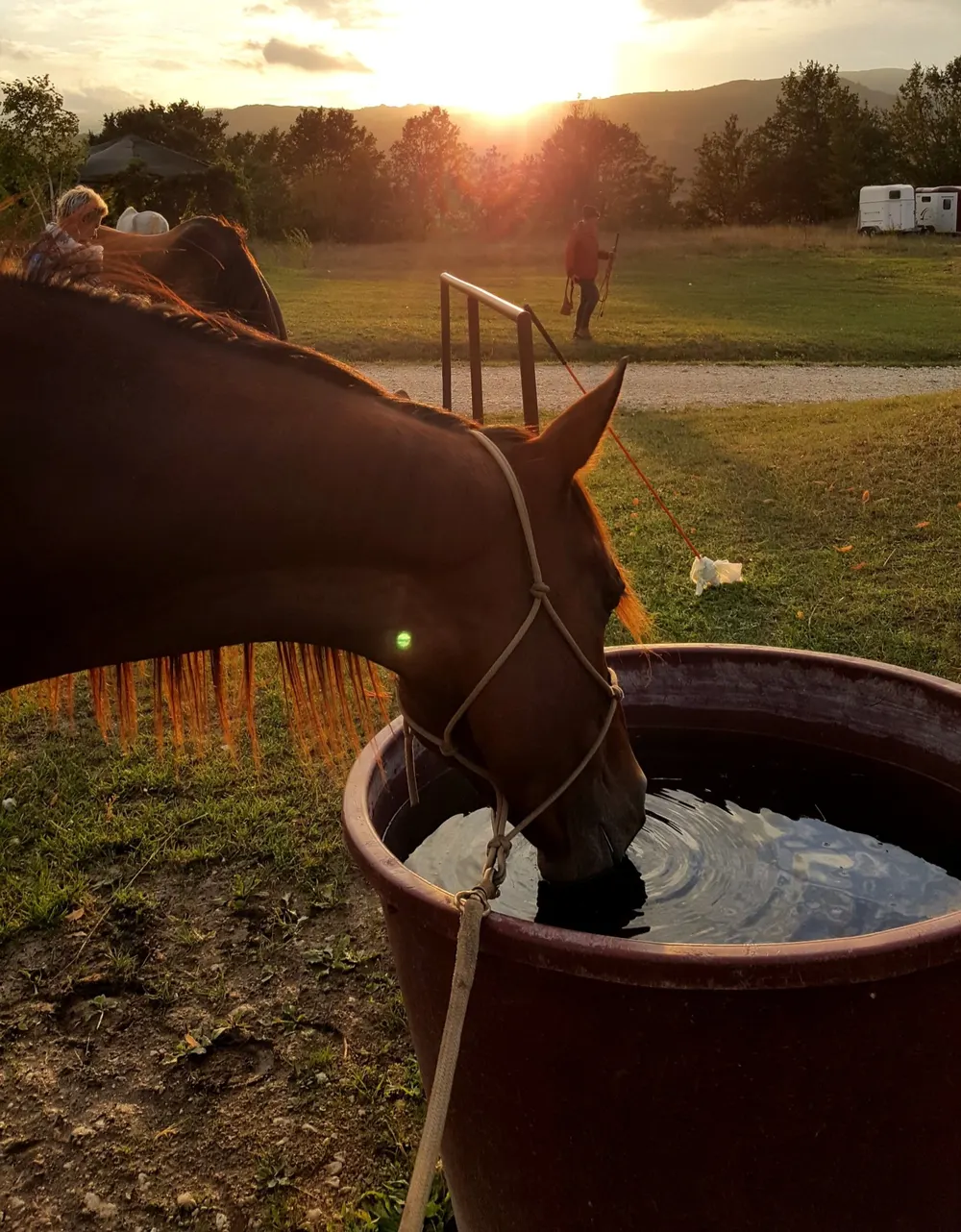 Pferd an der Tränke im Abendlicht